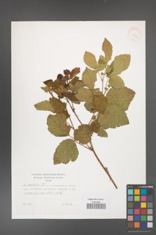 Rubus caesius [KOR 29893]