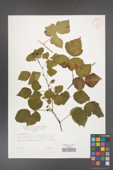 Rubus caesius [KOR 29871]