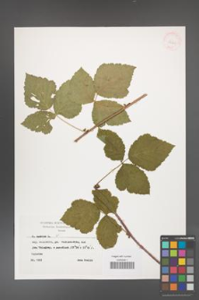 Rubus caesius [KOR 29868]