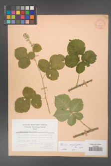 Rubus corylifolius [KOR 27098]