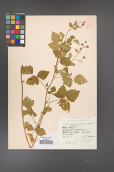 Rubus caesius [KOR 43037]