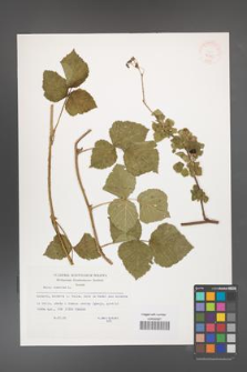 Rubus caesius [KOR 32715]