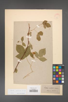 Rubus nessensis [KOR 18586]