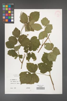 Rubus caesius [KOR 29809]