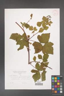 Rubus caesius [KOR 29896]