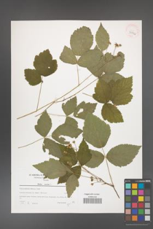 Rubus caesius [KOR 39792]