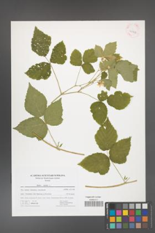 Rubus caesius [KOR 41722]