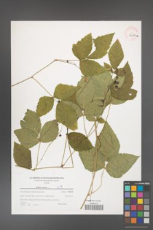 Rubus caesius [KOR 39643a]