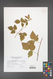 Rubus caesius [KOR 42103]