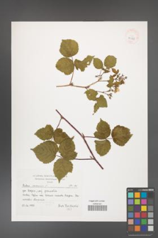Rubus caesius [KOR 39358]