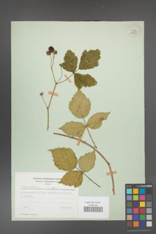 Rubus caesius [KOR 29845]