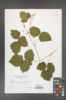 Rubus caesius [KOR 46208]