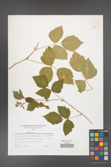 Rubus caesius [KOR 39425]