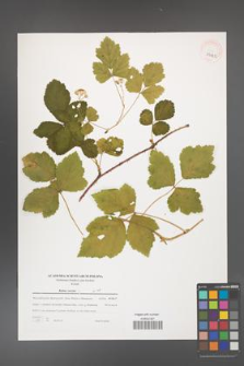 Rubus caesius [KOR 39422]