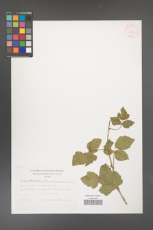 Rubus caesius [KOR 29427]