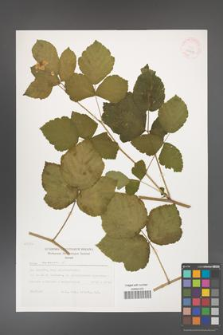 Rubus caesius [KOR 29497]
