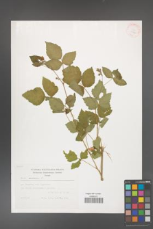 Rubus caesius [KOR 29482]