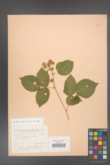 Rubus caesius [KOR 24071]