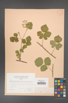 Rubus corylifolius [KOR 27082]