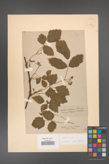 Rubus caesius [KOR 18495]