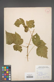 Rubus caesius [KOR 29906]