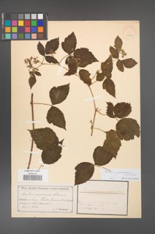 Rubus pseudidaeus [KOR 18507]
