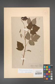 Rubus pseudidaeus [KOR 18509]