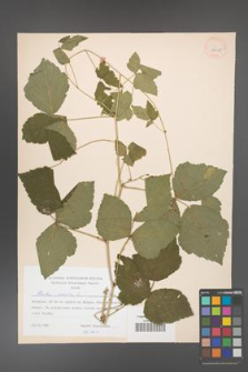 Rubus caesius [KOR 38385]