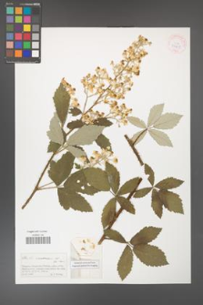 Rubus canescens [KOR 41408]