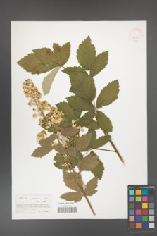Rubus canescens [KOR 41407]