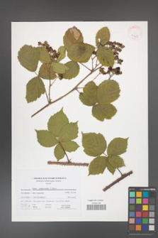 Rubus camptostachys [KOR 41677]