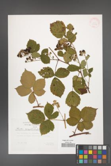 Rubus camptostachys [KOR 29500]