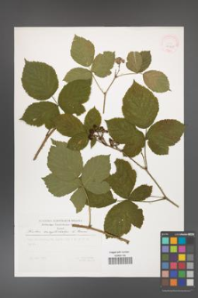 Rubus camptostachys [KOR 29801]