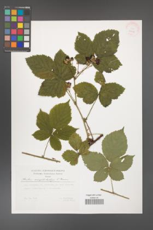 Rubus camptostachys [KOR 29501]