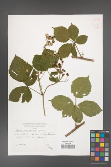 Rubus camptostachys [KOR 38278]
