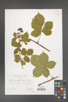 Rubus camptostachys [KOR 41441]