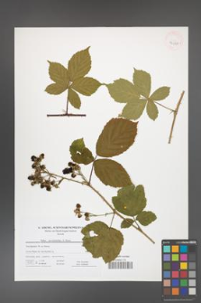 Rubus camptostachys [KOR 41620]