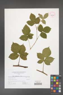 Rubus camptostachys [KOR 44666]