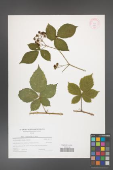 Rubus camptostachys [KOR 44342]