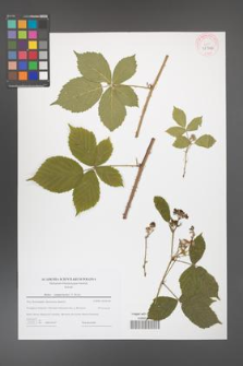 Rubus camptostachys [KOR 43966]