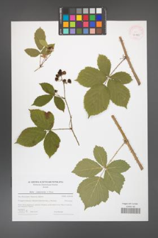 Rubus camptostachys [KOR 43980]