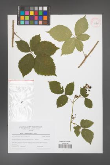 Rubus camptostachys [KOR 43965]