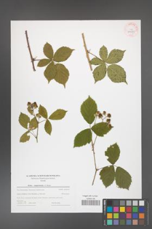 Rubus camptostachys [KOR 44020]