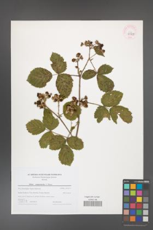 Rubus camptostachys [KOR 44729]
