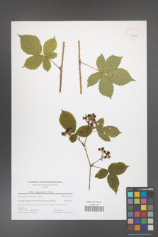 Rubus camptostachys [KOR 43993]