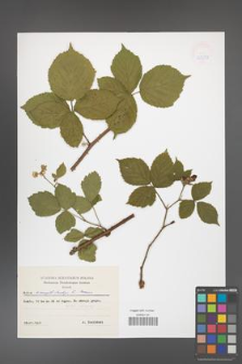 Rubus camptostachys [KOR 47397]
