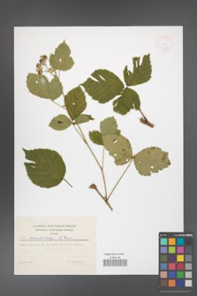 Rubus camptostachys [KOR 47398]
