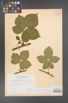 Rubus camptostachys [KOR 31406a]