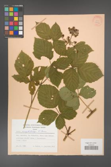 Rubus camptostachys [KOR 28049]