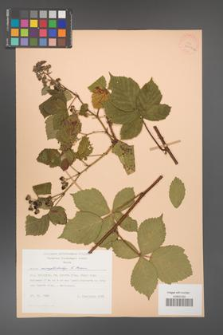 Rubus camptostachys [KOR 28000a]
